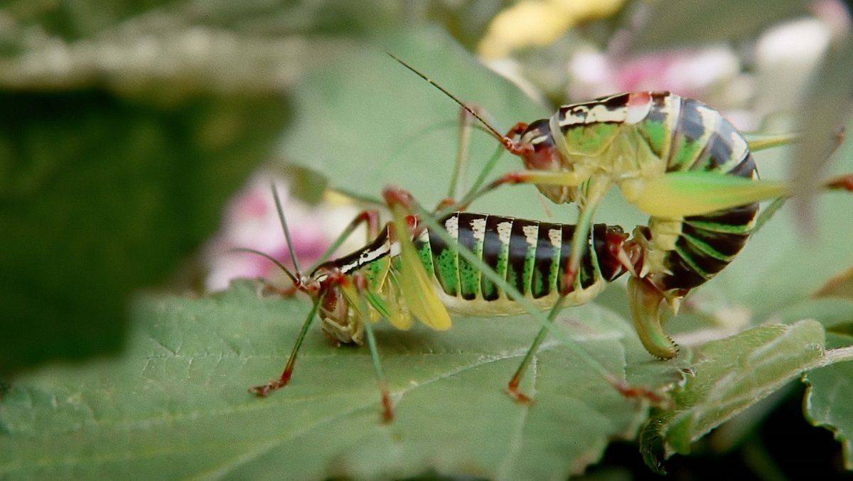Artenvielfalt beginnt in Deinem Garten