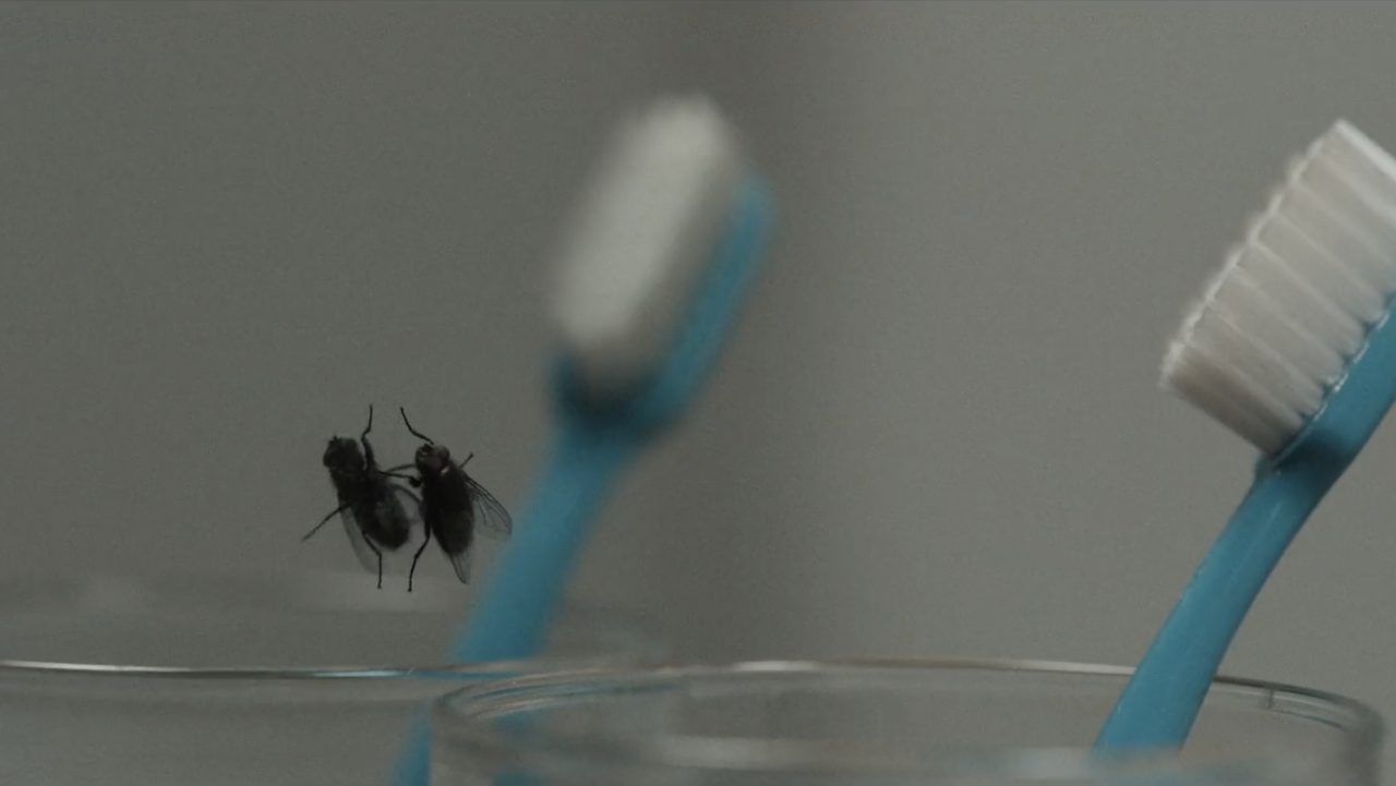 Fly On The Wall